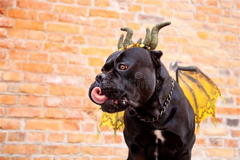 A Dog of the Cane Corso Breed, in a Dragon Costume with Wings and Horns ...