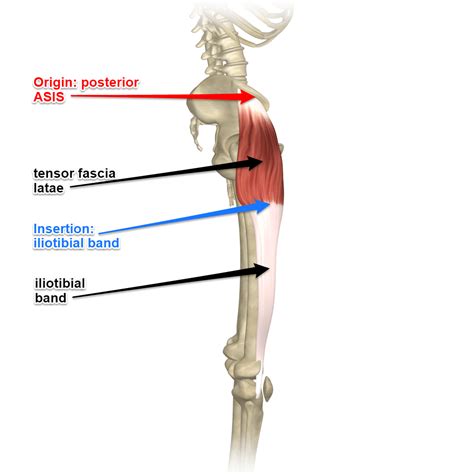 Tensor Fascia Latae Muscle And The Iliotibial Band | Iliotibial band ...