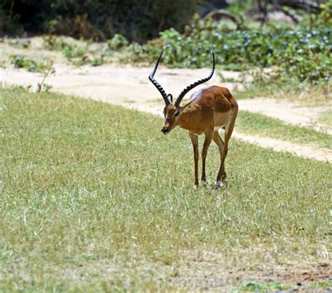 Gazelle Impala stock photo. Image of africa, grant, shroud - 42825794