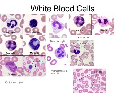 White Blood Cell Diagram Labeled