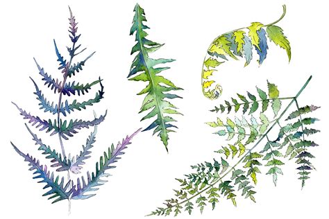 Fern Plant Watercolor (Graphic) by MyStocks · Creative Fabrica ...