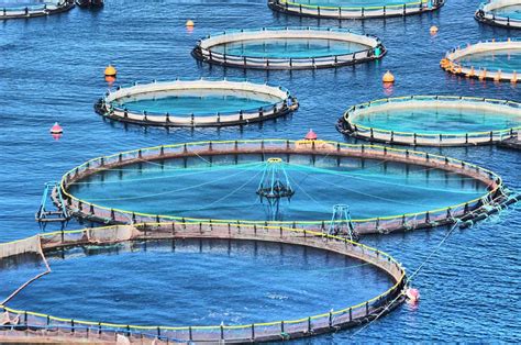 Different Types of Fish Farming in Kenya - Oxfarm