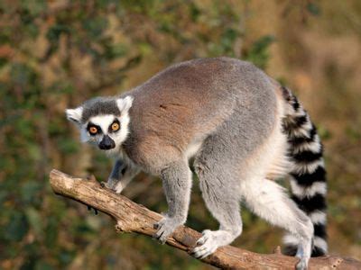 lemur | Description, Types, Diet, & Facts | Britannica