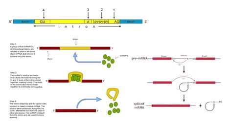 RNA Splicing - Definition, Types, Mechanisms - Biology Notes Online