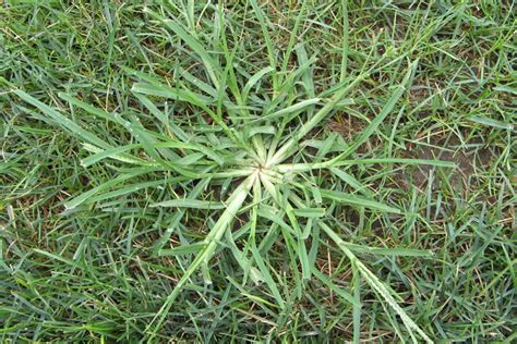 Crabgrass... Our Grassy Foe. | Dr. Green Services