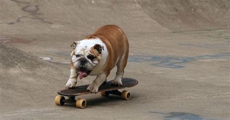 This bulldog taught himself to skateboard