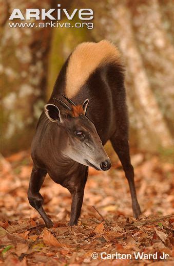 Yellow backed duiker - Alchetron, The Free Social Encyclopedia