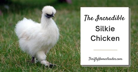 The Incredible Silkie Chicken: Ultimate Care Guide (& More!)