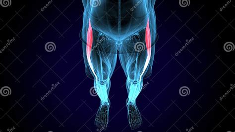 Male Human Tibialis Anterior Muscle Anatomy System. 3d Illustration Stock Illustration ...
