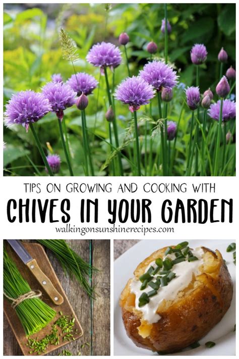 Tips for Growing Chives - Walking On Sunshine Recipes