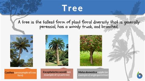 Tree - Definition and Examples - Biology Online Dictionary