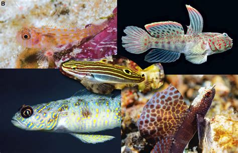 Top 5 New Goby Species of 2019 | Reef Builders | The Reef and Saltwater ...