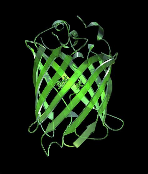 Green Fluorescent Protein Molecule Photograph by Laguna Design - Fine ...