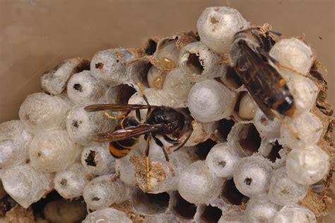 Asian hornet nest | Asian hornet (Vespa velutina) nest with … | Flickr