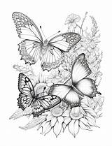 Coloring Book For Adults Beautiful Butterflies Relaxation And  sketch template