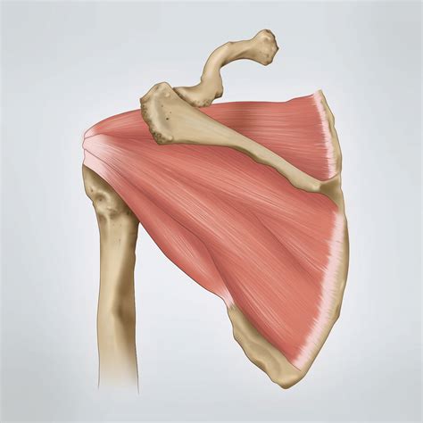 muscles of the shoulder rotator cuff - ModernHeal.com