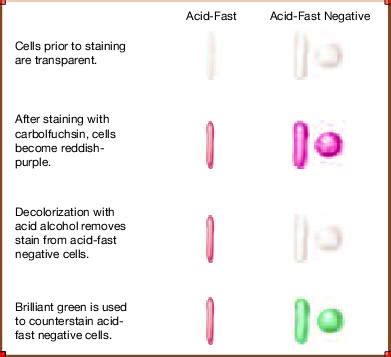 Ziehl-Neelsen acid-fast staining procedure | Medical Laboratories