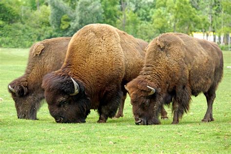 Bison | Size, Population, Diet, & Facts | Britannica