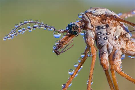 British Wildlife Photography Awards 2015: The best of Britain by ...