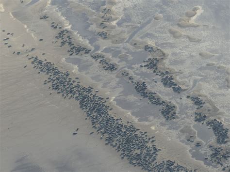 Seals on the beach north of Donna Nook:... © Simon Tomson cc-by-sa/2.0 :: Geograph Britain and ...