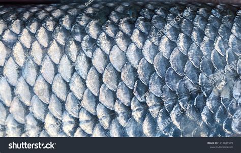 180,897 Fish Scales Scales Images, Stock Photos & Vectors | Shutterstock