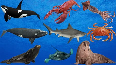 Learn Real Sea Animals For Kids. Learn Animals Name in English. Ocean Creatures - YouTube