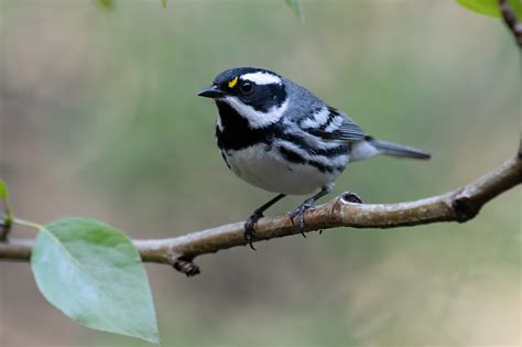 Warblers - raincoastphoto