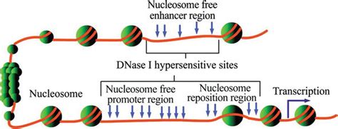 Nucleosome Positioning and Its Role in Gene Regulation in Yeast ...