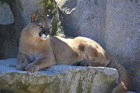 2016-08-14 Cougar Mountain Zoo | Flickr