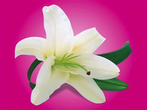 Lily Flower