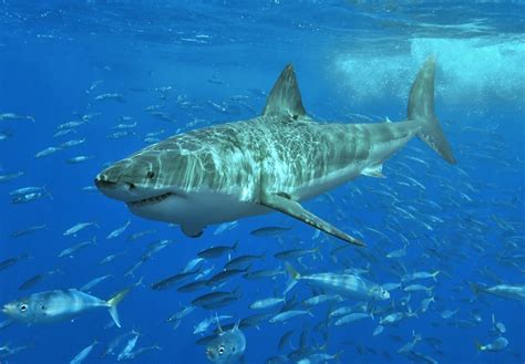 Great White Sharks Underwater