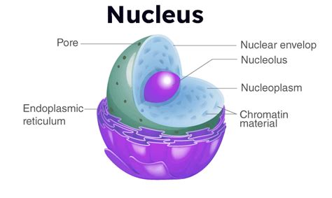 Nucleus- Definition, Structure and Function, Discovery, Size | PW