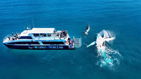 Whale Watching on the Great Barrier Reef