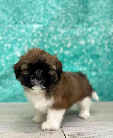 Shih Tzu Puppies for sale - Pet Palace of New City