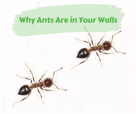 Why Ants Are in Your Walls – Maggie's Farm Ltd