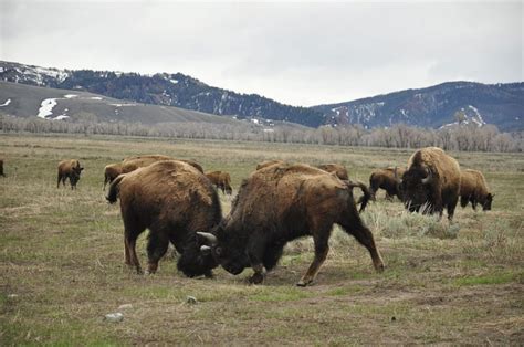 Interesting facts about the American Bison