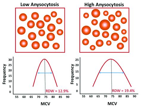 Relationship between erythrocyte volume (i.e., mean corpuscular volume,... | Download Scientific ...