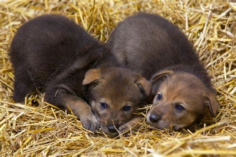 Connecticut's Only Zoo Now Home to Critically Endangered Red Wolf Pups ...