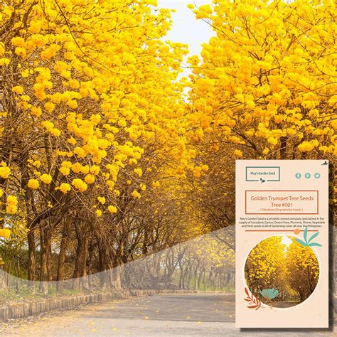 Golden Trumpet Tree Seeds, Tabebuia Chrysotricha Seeds, Tree Seeds#001 ...