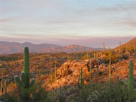 Saguaro National Park: East versus West - Time.Travel.Trek.