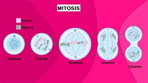 How many daughter cells are produced at the end of mitosis - brainly.com