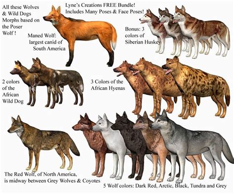 types of wolves - Google Search | Wild dogs, Animals wild, Types of wolves