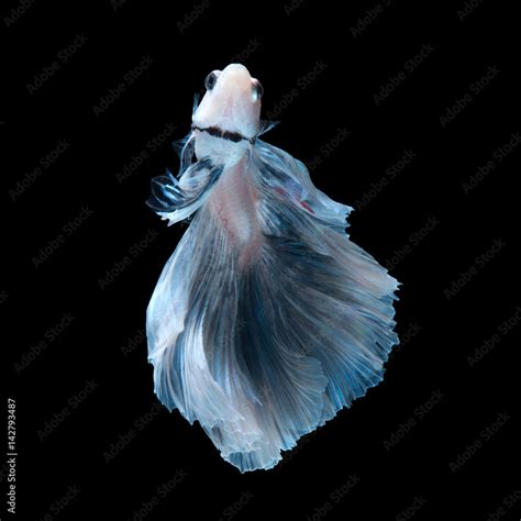 Blue betta fish Stock Photo | Adobe Stock