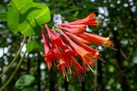 Lonicera Sempervirens Plant Care & Growing Basics: Water, Light, Soil ...