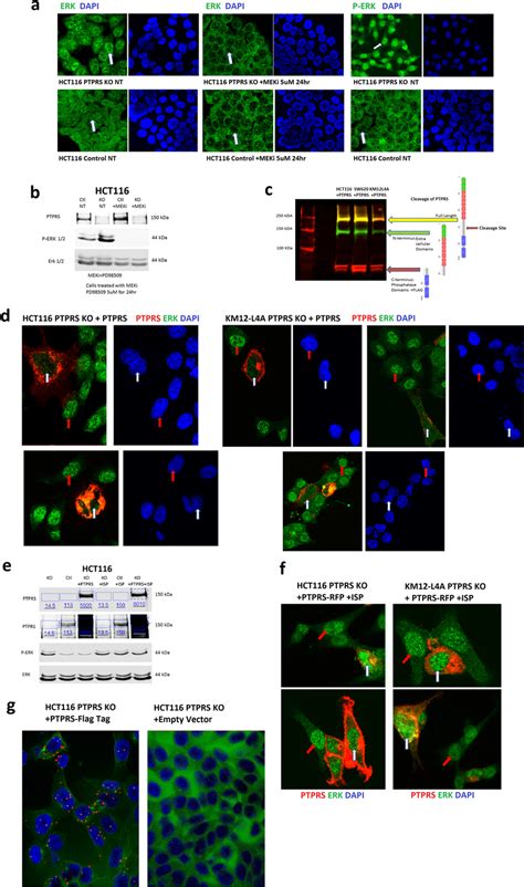 PTPRS affects the localization of ERK. (a) Immunofluorescent staining... | Download Scientific ...