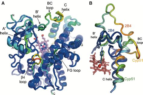 Cytochrome P450 Conformational Diversity: Structure