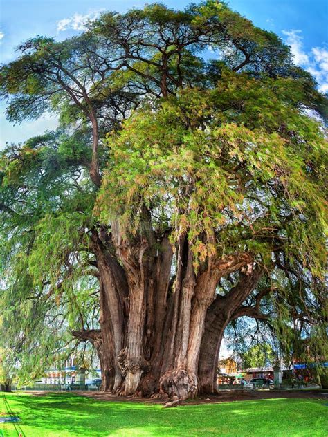 Montezuma Cypress Tree of Tule, Mexico Stock Image - Image of spring, bark: 54047709