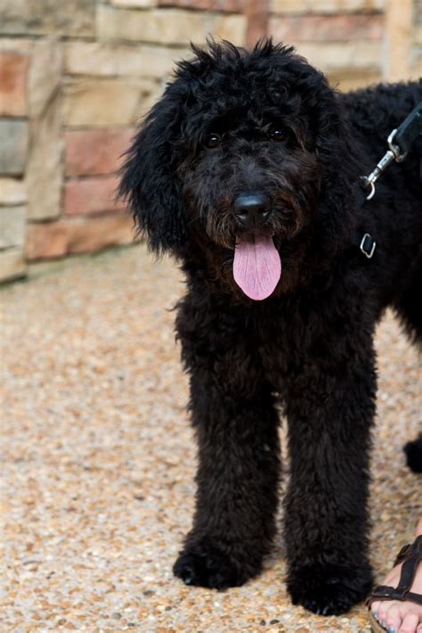 Goldendoodle Black Lab Mix Puppies - Cute Puppies for Me