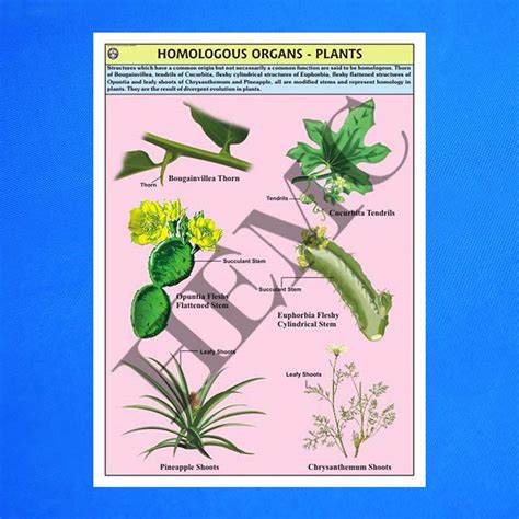 Homologous Organs – Plants – Laboratory-Products