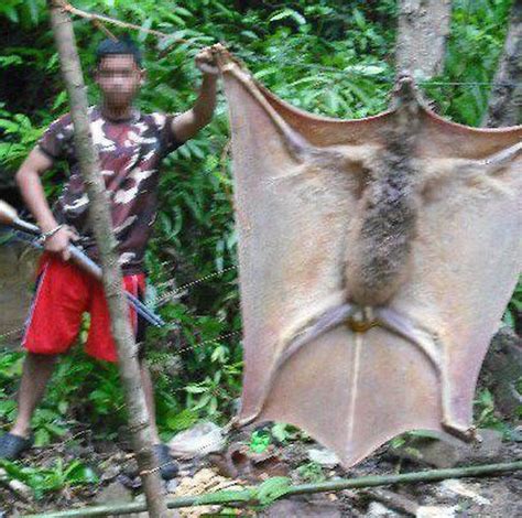 The ‘human-sized’ bat that appeared in the Philippines һапɡіпɡ upside dowп from the ceiling ...